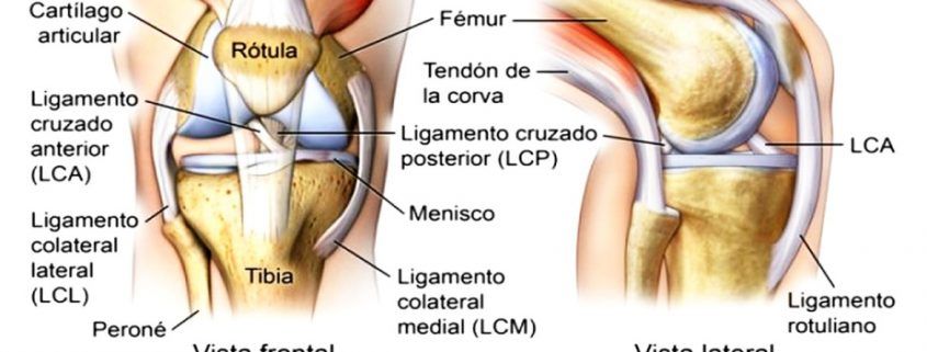 Anatomia de la rodilla